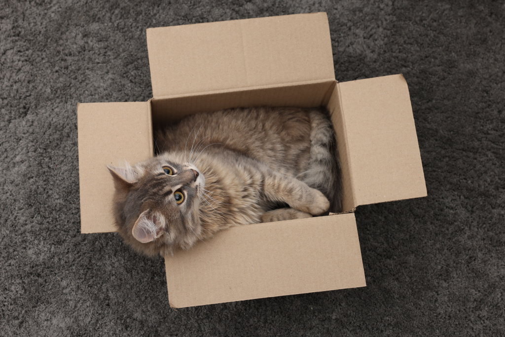 cute-fluffy-cat-cardboard-box-carpet-top-view.jpg cute-fluffy-cat-cardboard-box-carpet-top-view.jpg