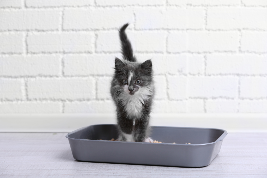 small-gray-kitten-plastic-litter-cat-floor.jpg small-gray-kitten-plastic-litter-cat-floor.jpg