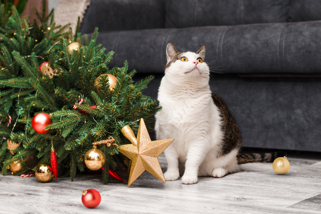 domestic-cat-sits-near-fallen-christmas-tree-looks-up-with-cute-eyes.jpg domestic-cat-sits-near-fallen-christmas-tree-looks-up-with-cute-eyes.jpg