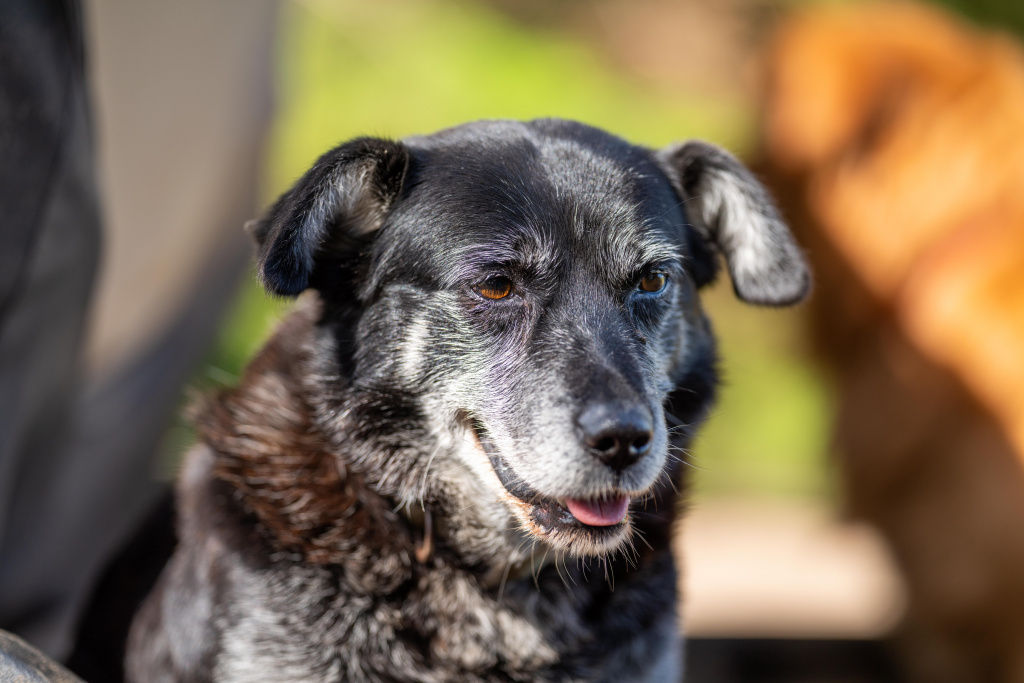 black-dog-with-black-face-brown-nose-sits-front-truck.jpg black-dog-with-black-face-brown-nose-sits-front-truck.jpg