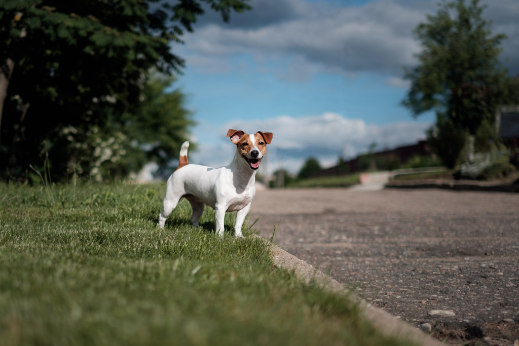 happy-dog-jack-russell-terrier.jpg