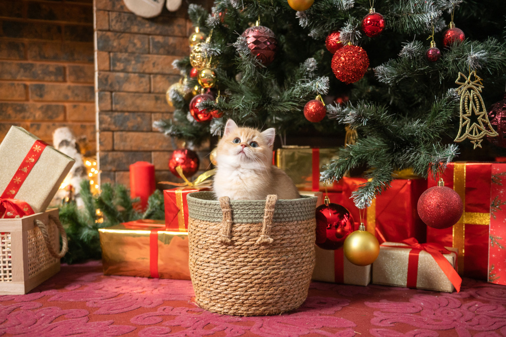 cute-british-shorthair-kitten-sitting-basket-christmas-tree.jpg cute-british-shorthair-kitten-sitting-basket-christmas-tree.jpg