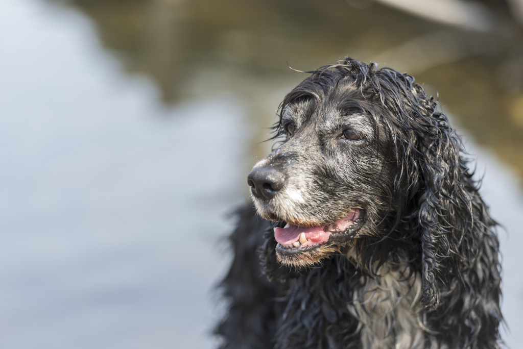 cute-black-cocker-spaniel-dog-outdoors-sunny-day.jpg
