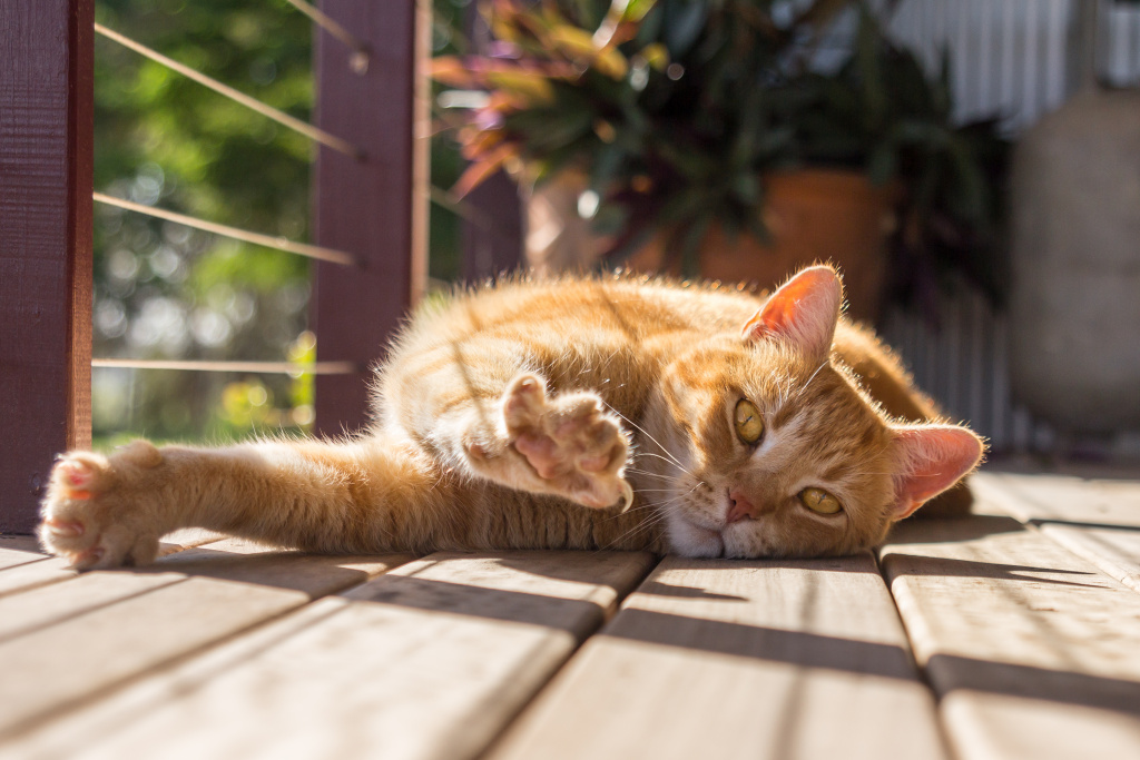 cat-relaxing-floor.jpg cat-relaxing-floor.jpg
