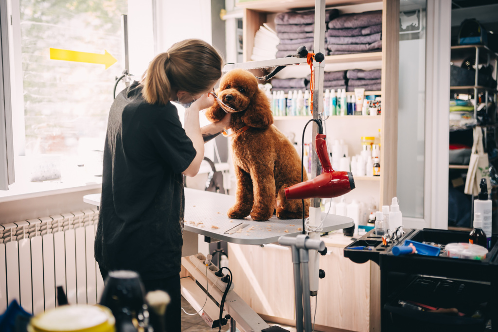 haircut-muzzle-large-red-dog-high-quality-photo.jpg haircut-muzzle-large-red-dog-high-quality-photo.jpg