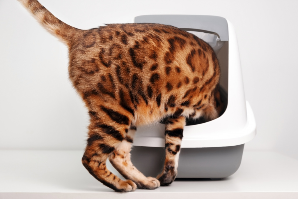 purebred-smart-bengal-cat-entering-into-its-toilet-house-white-gray-background-training-use-li.jpg purebred-smart-bengal-cat-entering-into-its-toilet-house-white-gray-background-training-use-li.jpg