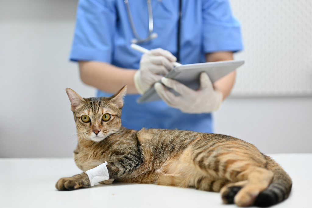 injured-cat-is-being-checked-up-by-veterinarian-examination-room-vet-clinic.jpg injured-cat-is-being-checked-up-by-veterinarian-examination-room-vet-clinic.jpg