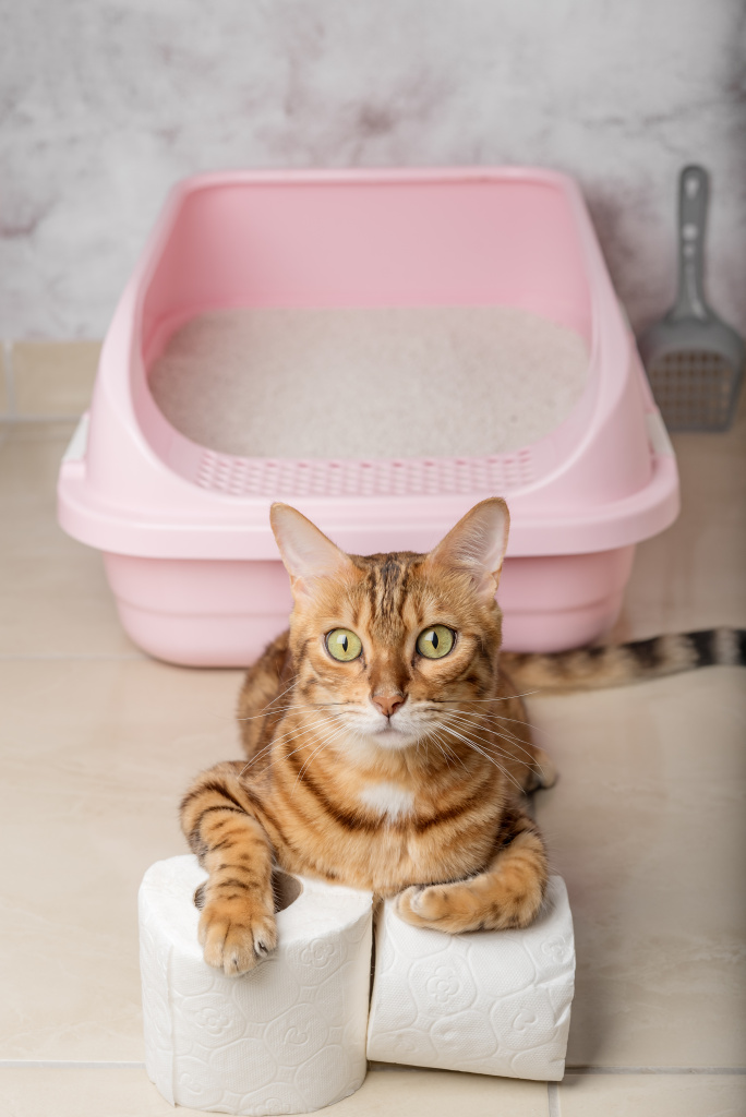 domestic-cat-with-toilet-paper-near-cat-litter-box-vertical-shot.jpg domestic-cat-with-toilet-paper-near-cat-litter-box-vertical-shot.jpg
