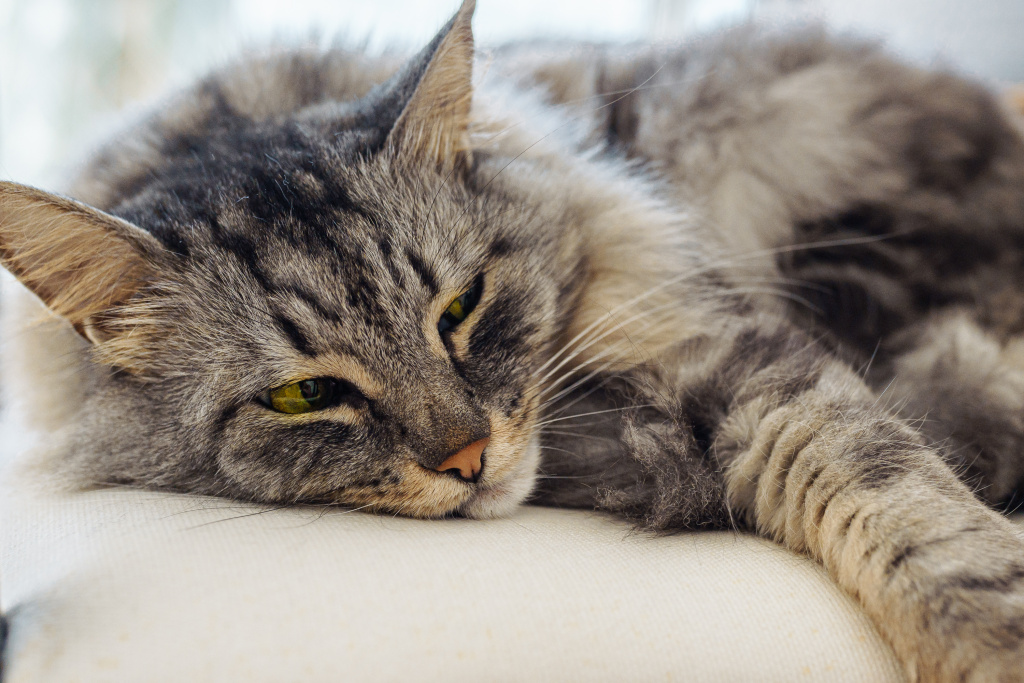 funny-home-fluffy-shaggy-gray-maine-coon-cat-with-green-eyes-lies-soft-chair-living-room.jpg funny-home-fluffy-shaggy-gray-maine-coon-cat-with-green-eyes-lies-soft-chair-living-room.jpg