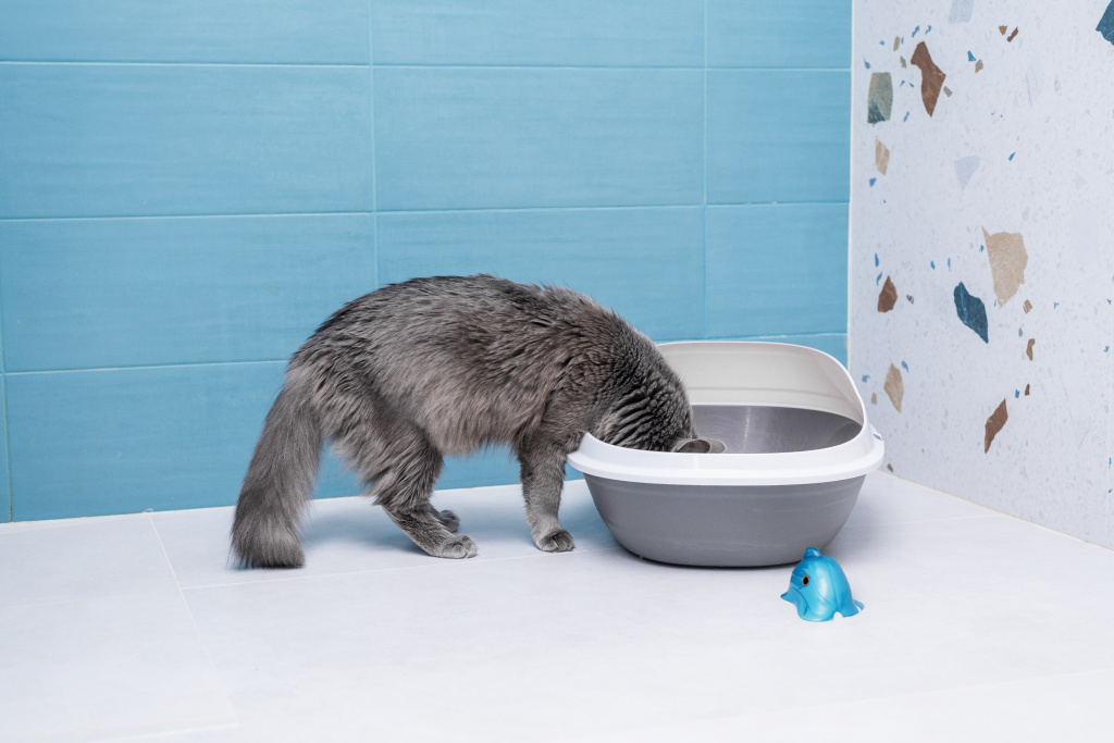 cat-drinking-from-bowl-water-with-blue-object-background.jpg cat-drinking-from-bowl-water-with-blue-object-background.jpg