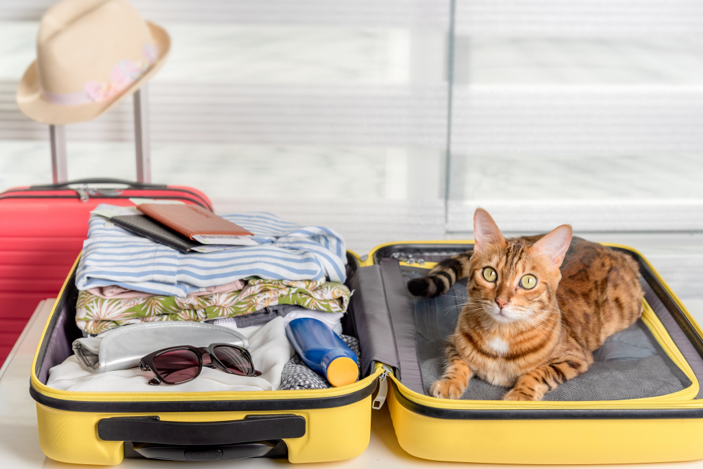 funny-cat-suitcase-with-glasses-passports-tickets-clothes-summer-vacation.jpg funny-cat-suitcase-with-glasses-passports-tickets-clothes-summer-vacation.jpg