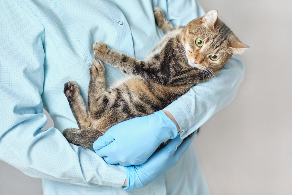 doctor-vet-holds-animal-cat-his-hands.jpg doctor-vet-holds-animal-cat-his-hands.jpg