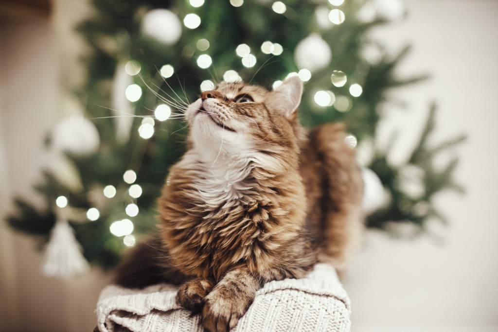 adorable-cat-with-curious-look-relaxing-sweater-background-christmas-tree-lights.jpg