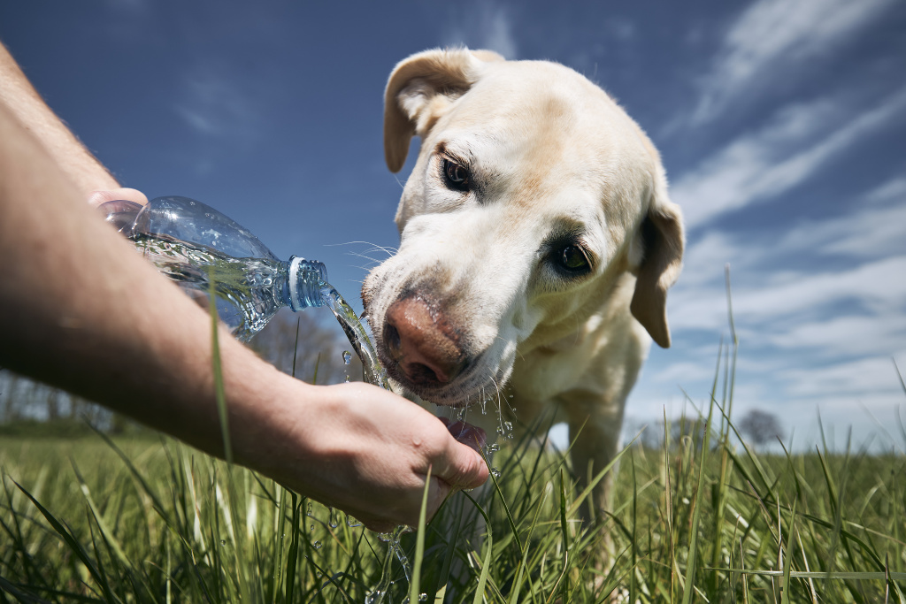close-up-hand-feeding-dog-field.jpg close-up-hand-feeding-dog-field.jpg