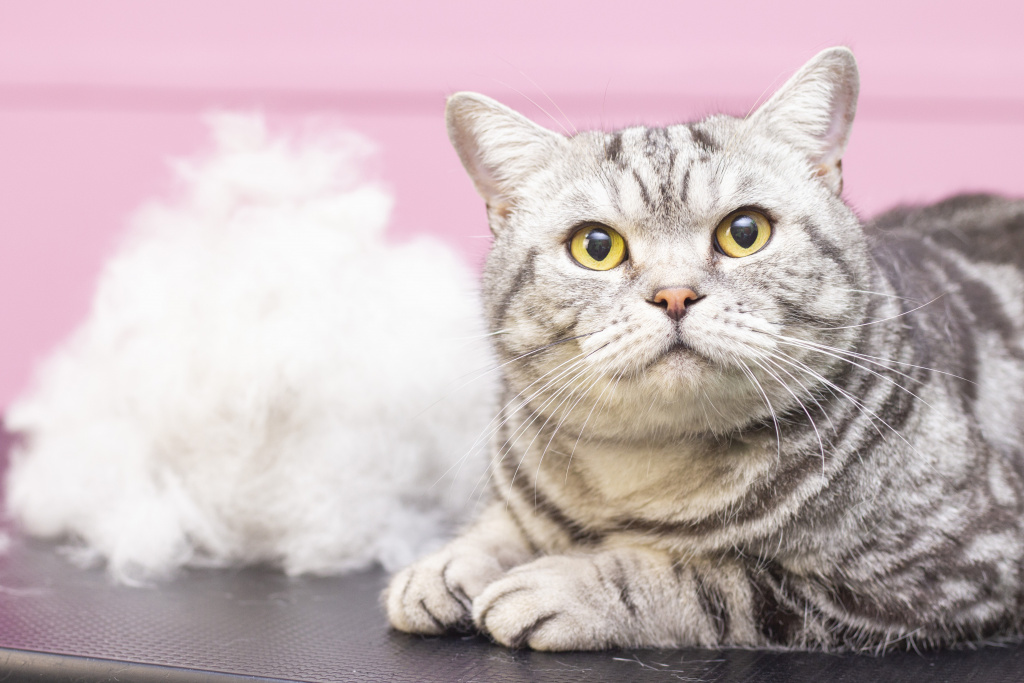 contented-cat-beauty-salon.jpg