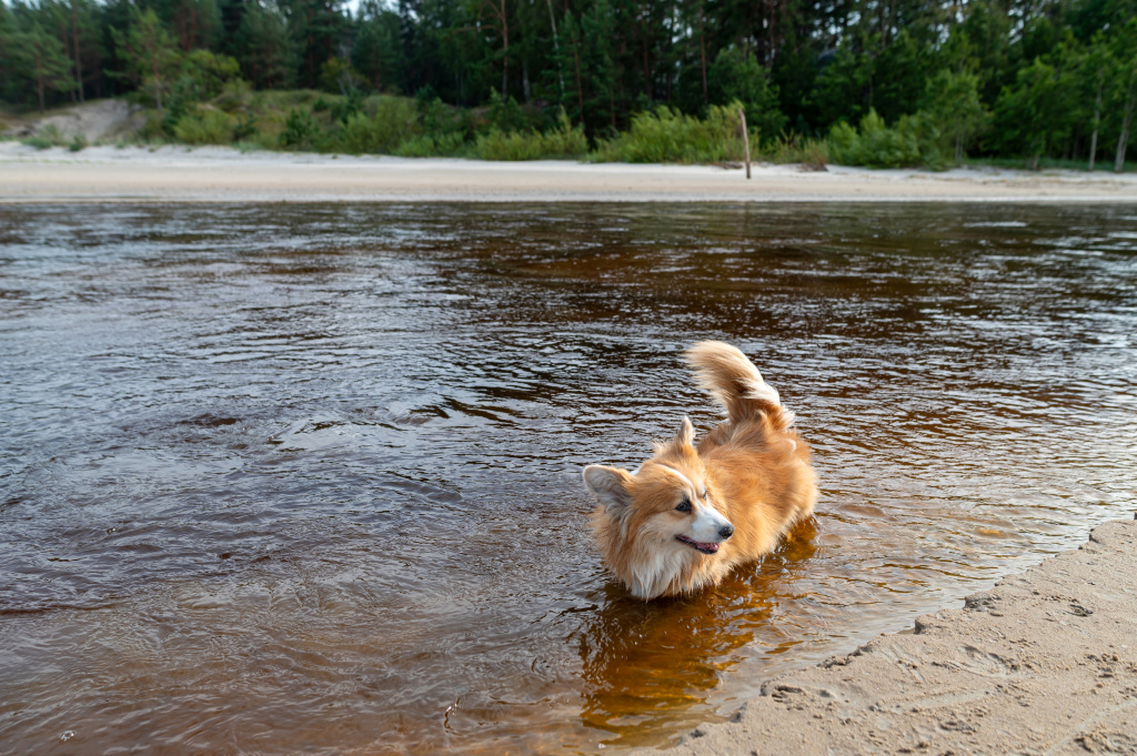 corgi-happily-splashes-shallow-water-serene-riverside-late-afternoon.jpg