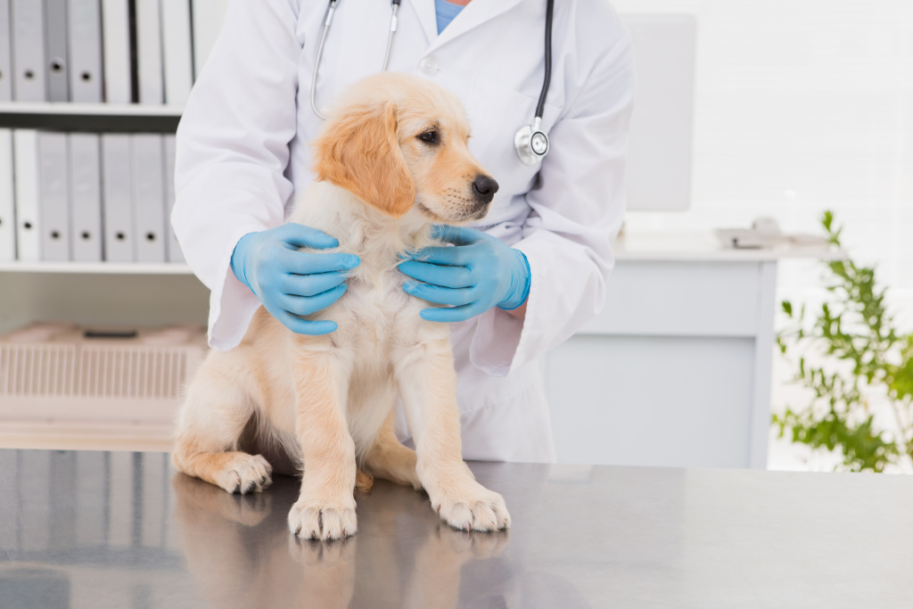 smiling-veterinarian-examining-cute-dog.jpg smiling-veterinarian-examining-cute-dog.jpg