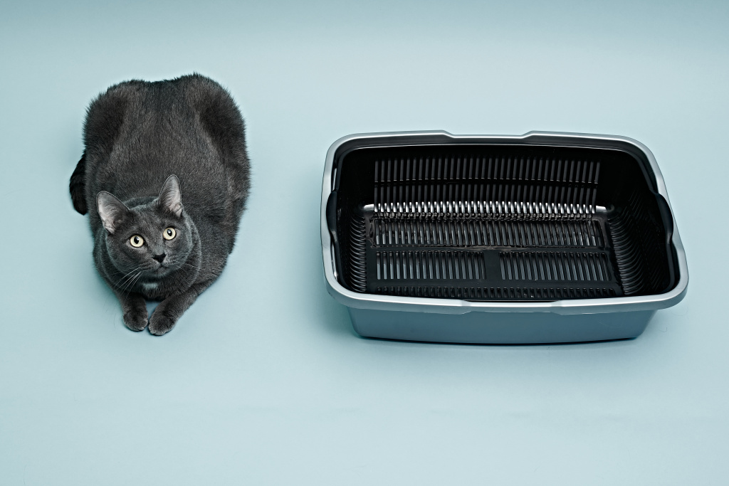 gray-cat-near-new-cat-tray (1).jpg gray-cat-near-new-cat-tray (1).jpg