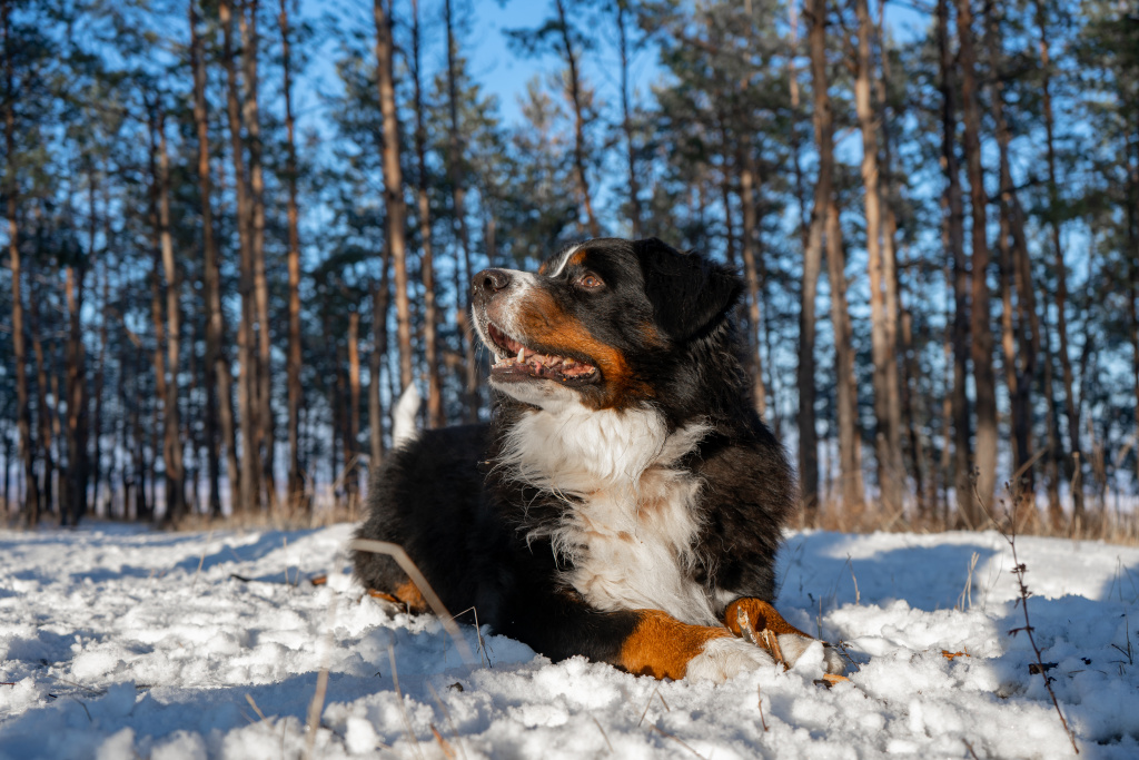 bernese-mountain-dog-with-snow-nose-winter-snowy-weather-funny-pet-lying-snow-drifts.jpg
