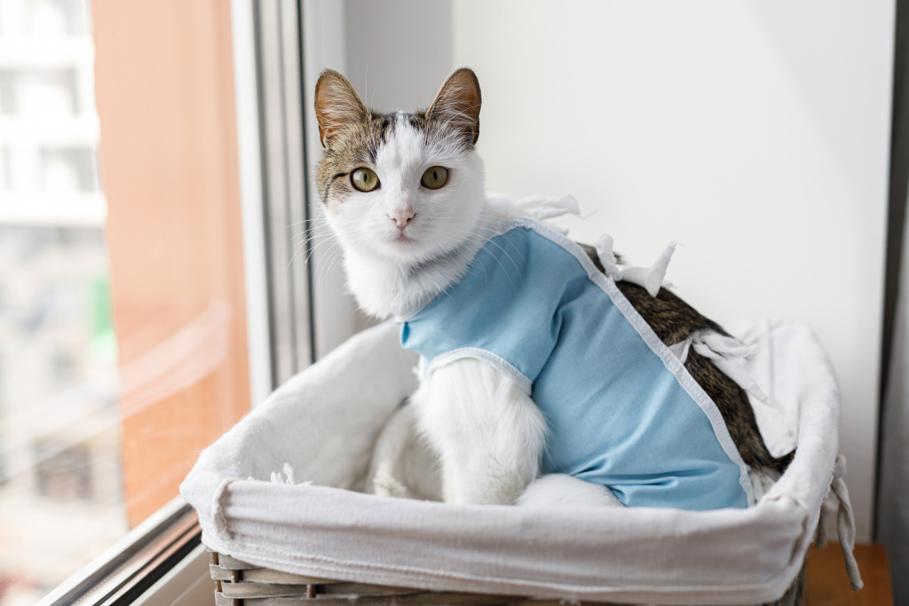 cute-cat-after-spaying-sitting-basket-window-postoperative-care-pet-sterilization-concept-adorable-kitty-portrait-special-suit-bandage-recovering-after-surgery.jpg cute-cat-after-spaying-sitting-basket-window-postoperative-care-pet-sterilization-concept-adorable-kitty-portrait-special-suit-bandage-recovering-after-surgery.jpg